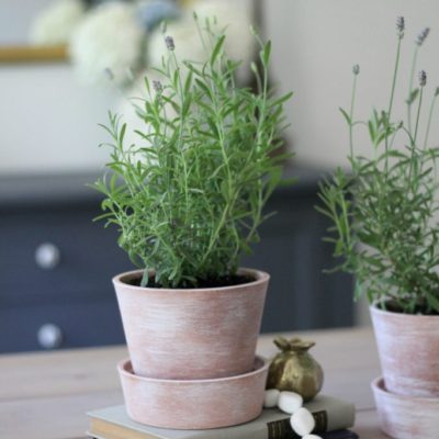 White-Washing Terra Cotta Pots & Tips For Growing Lavender Indoors