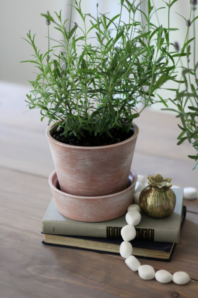 White-Washing terra cotta pots & tips for growing Lavender indoors