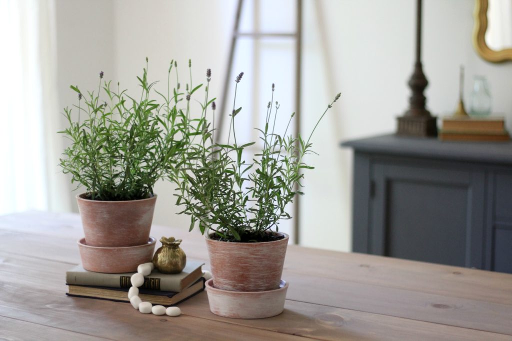 White-Washing terra cotta pots & tips for growing Lavender indoors