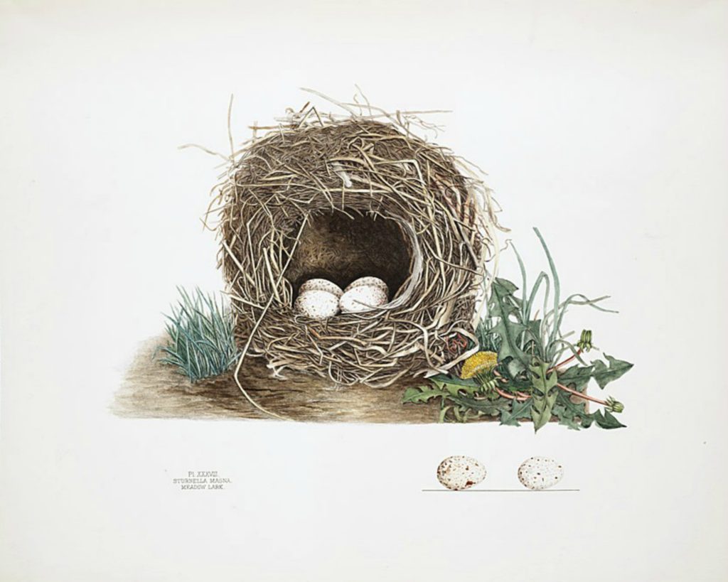 Vintage Nest Print - Sincerely, Marie Designs