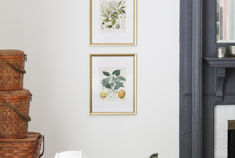 Vintage Botanical Prints